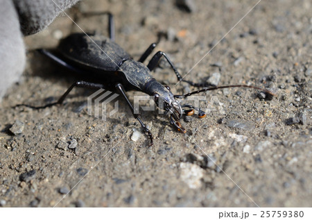 マイマイカブリ・蝸牛被 25759380