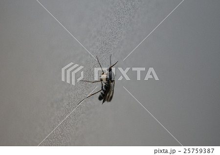 シワバネキノコバエ・皺羽茸蝿 25759387