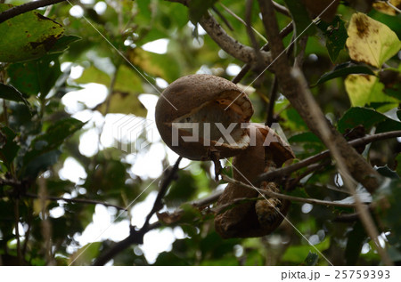 アケビ・木通 25759393