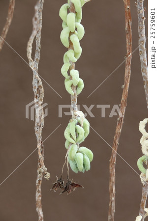 玉つづり 25759601