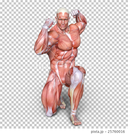 人体 人体 25760016