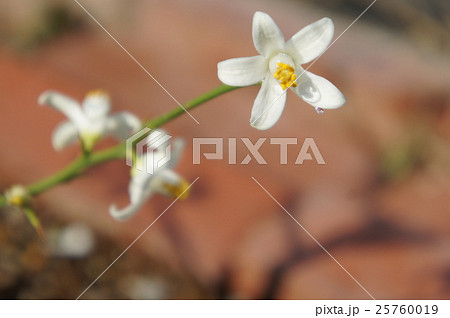 柚子の花 柚子の花 25760019
