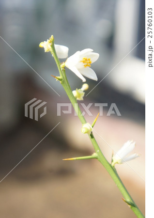 柚子の花 柚子の花 25760103
