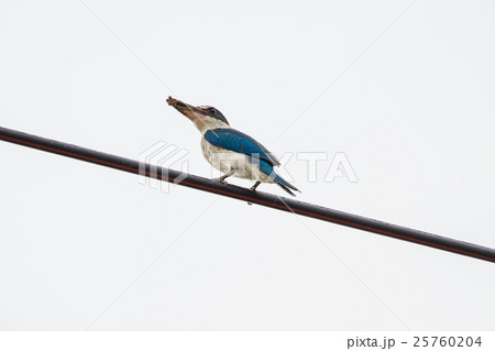 Collared kingfisher (Todiramphus sanctus) Collared kingfisher (Todiramphus sanctus) 25760204