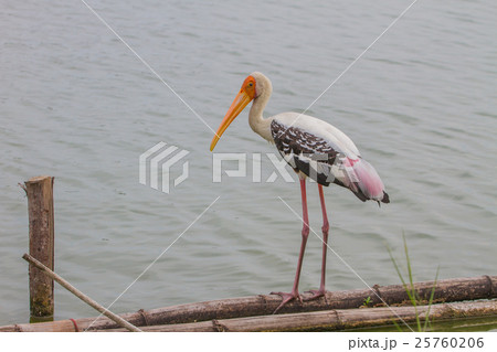 Painted stork, Mycteria leucocephala Painted stork, Mycteria leucocephala 25760206