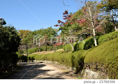 公園の緑 公園の緑 25760306