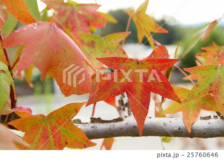 モミジバフウの紅葉 モミジバフウの紅葉 25760646