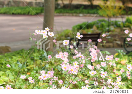 シュウメイギクの花 25760831