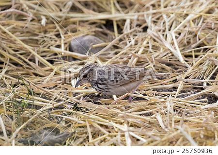 Image of bird in nature, Lanceolated Warbler 25760936