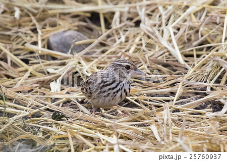 Image of bird in nature, Lanceolated Warbler Image of bird in nature, Lanceolated Warbler 25760937