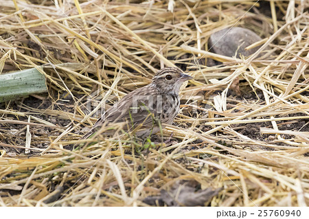 Image of bird in nature, Lanceolated Warbler 25760940