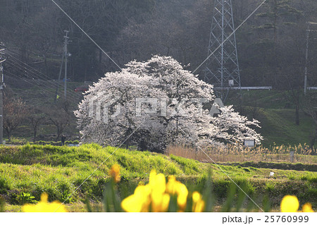 石部桜(会津五桜) 石部桜(会津五桜) 25760999