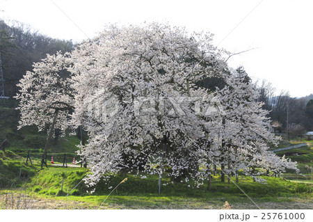 石部桜 会津五桜 の写真素材