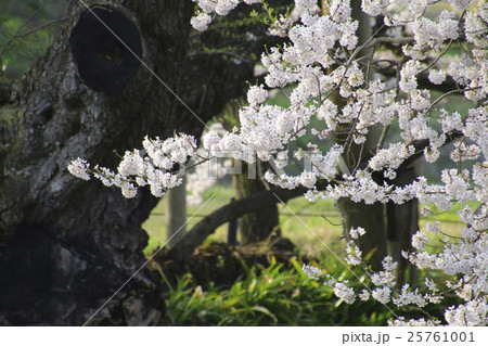 石部桜(会津五桜) 石部桜(会津五桜) 25761001