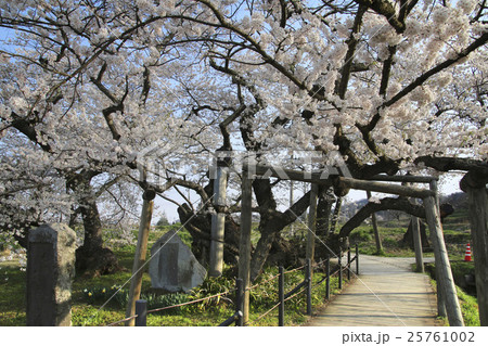 石部桜(会津五桜) 石部桜(会津五桜) 25761002