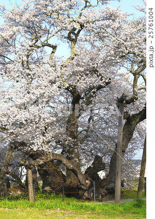 石部桜(会津五桜) 25761004