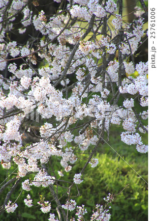 石部桜(会津五桜) 25761006