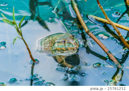 pool frog in a pond  25761252