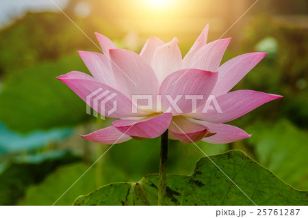 Lotus flower and Lotus flower plants 25761287