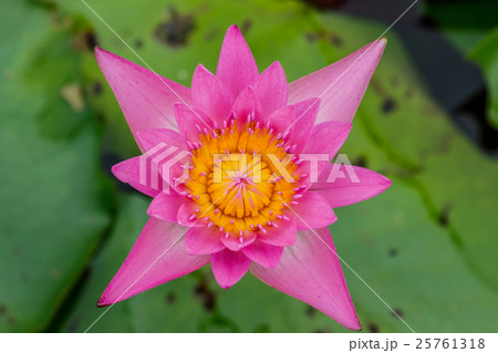 Lotus flower and Lotus flower plants 25761318