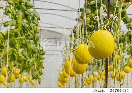 Yellow Cantaloupe melon growing in a greenhouse. 25761416