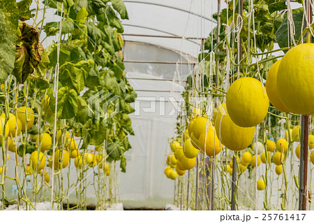 Yellow Cantaloupe melon growing in a greenhouse. 25761417