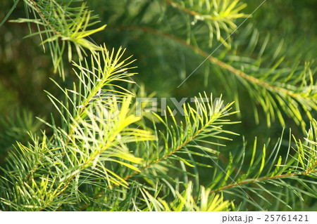 ティーツリー　 25761421