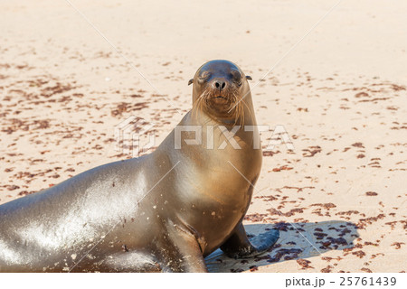 Sea Lion in Galapagos Islands 25761439