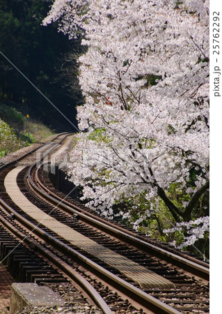 只見線（月光寺の桜） 25762292