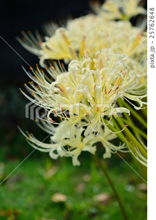 ヒガンバナ ヒガンバナ 25762648