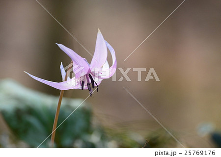 カタクリ 25769176