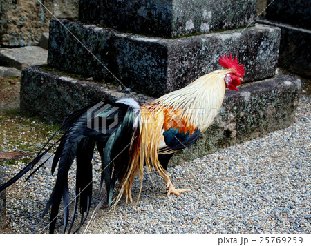 石上神宮の神鶏 25769259