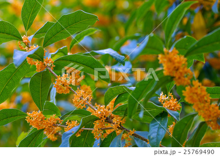 金木犀。 金木犀。 25769490