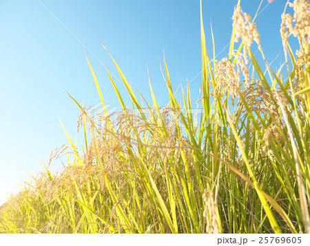 稲穂 25769605