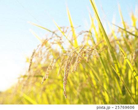 稲穂 25769606