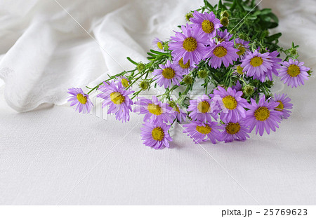 アスター 25769623