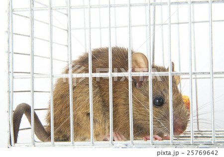 ネズミ捕り ネズミ捕り 25769642