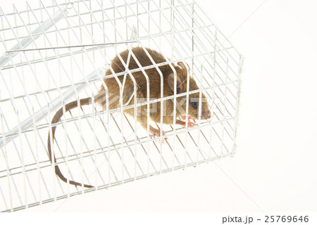 ネズミ捕り ネズミ捕り 25769646