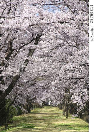 春の開成山公園 春の開成山公園 25769811