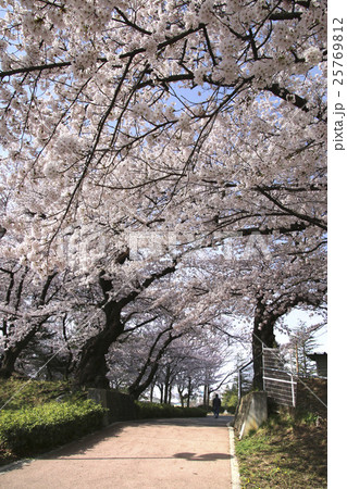 春の開成山公園 25769812