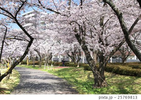 春の開成山公園 春の開成山公園 25769813