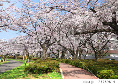 春の開成山公園 25769814