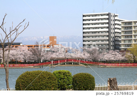 春の開成山公園 25769819