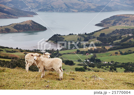 New Zealand landscape 25770004