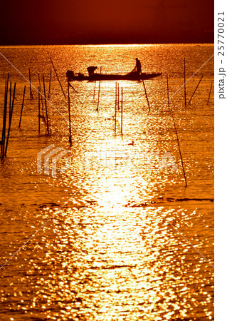 印旛沼の朝 25770021