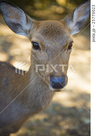 鹿の顔のアップの写真素材