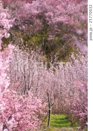 花木団地の桜（郡山市） 25770032