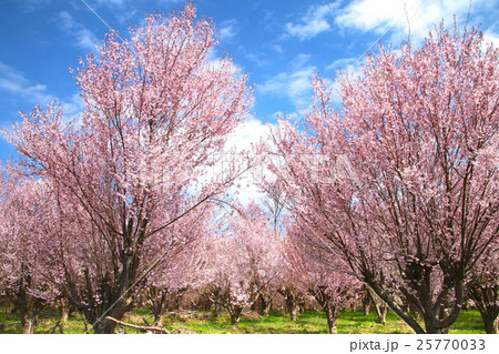 花木団地の桜（郡山市） 25770033