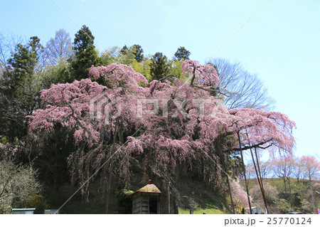 紅枝垂地蔵ザクラ 紅枝垂地蔵ザクラ 25770124
