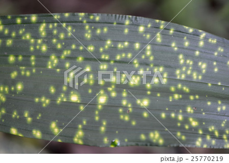 ホシケイランの葉 ホシケイランの葉 25770219